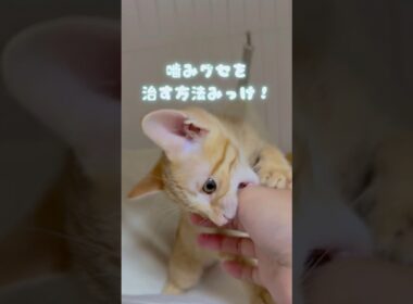 【子猫】めちゃくちゃ噛まれて生傷が絶えない主