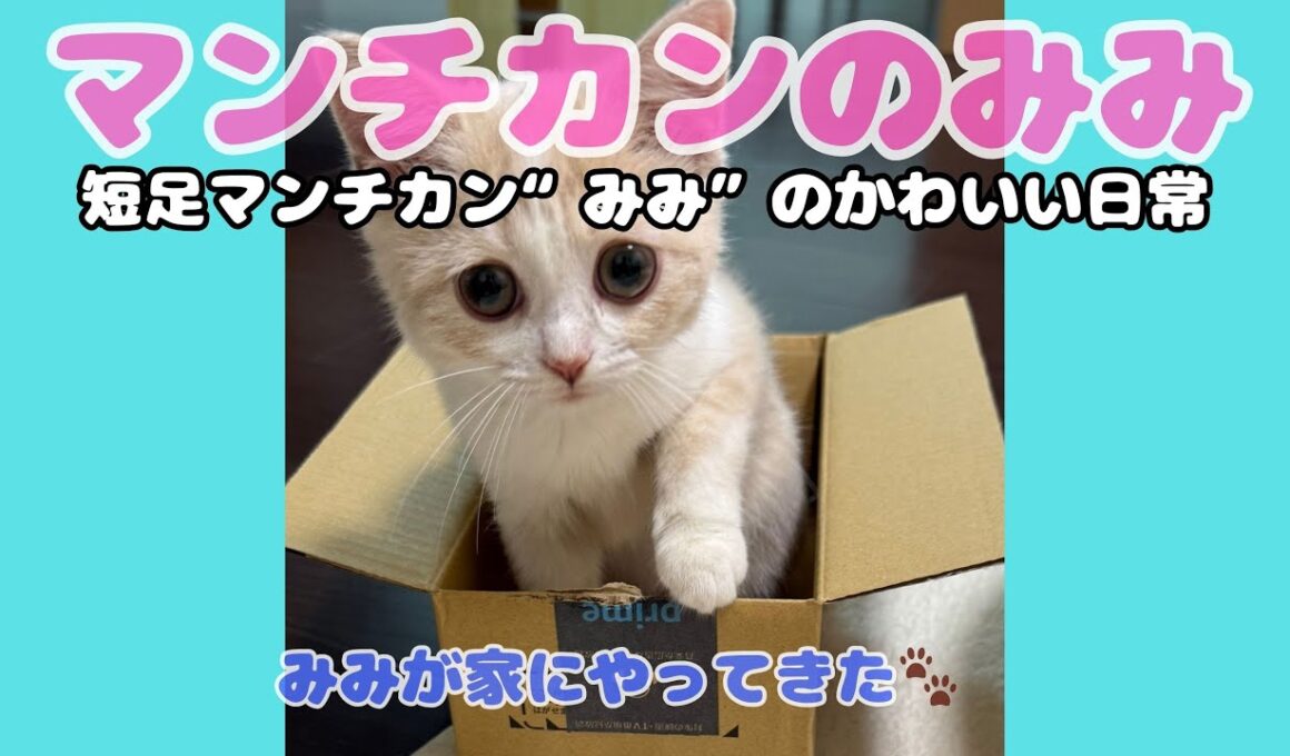 マンチカン子猫をお迎えしました！新しい家族のみみ