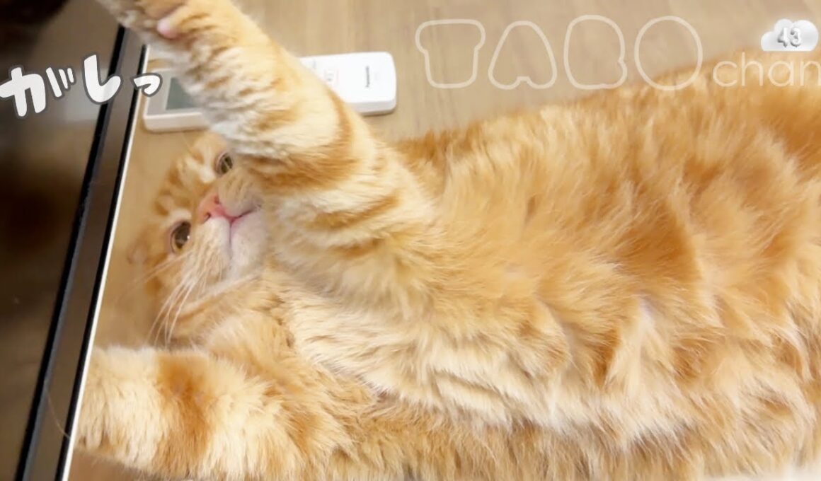 【たろちゃん#４３】モニターと離れたくにゃい【猫】