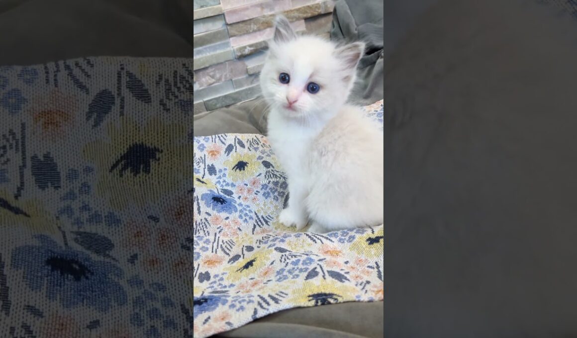 おしとやかな女の子🐱ご家族様募集中