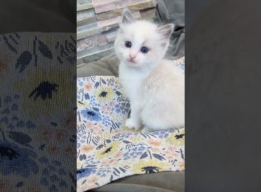 おしとやかな女の子🐱ご家族様募集中