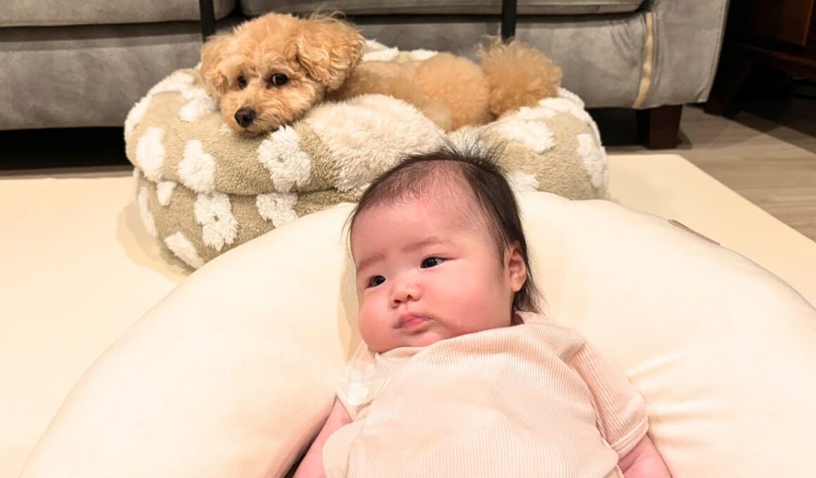 母親のように０歳児を見守ってくれるトイプードルが可愛すぎました