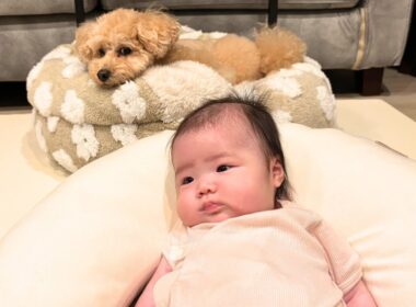 母親のように０歳児を見守ってくれるトイプードルが可愛すぎました