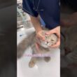軟膏を広げるため瞬きさせられるスコティッシュフォールド