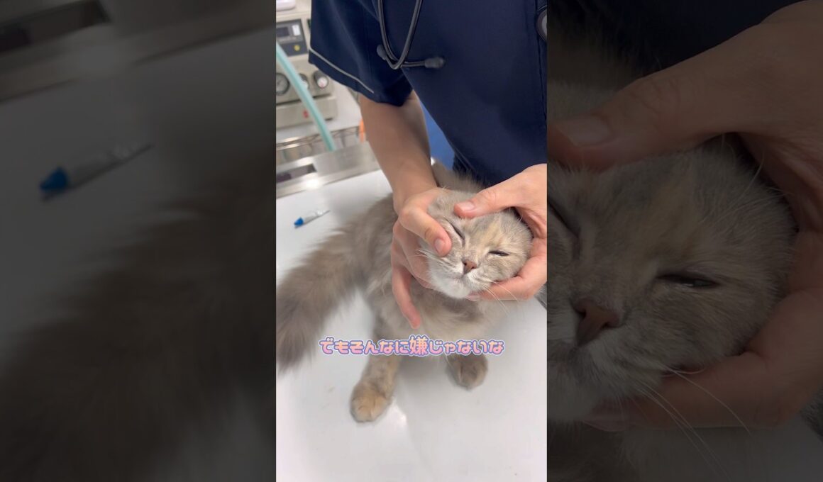 軟膏を広げるため瞬きさせられるスコティッシュフォールド