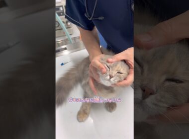 軟膏を広げるため瞬きさせられるスコティッシュフォールド