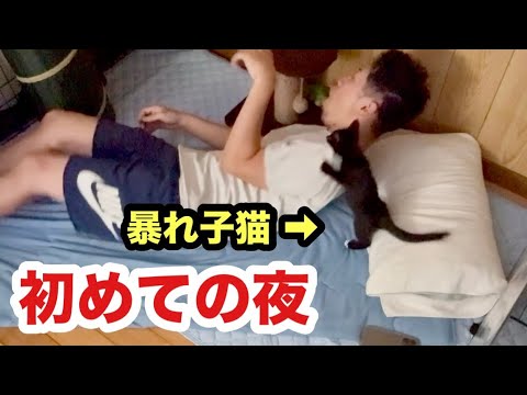 初めて子猫と一緒に寝たら暴れて恐怖すぎて今これ