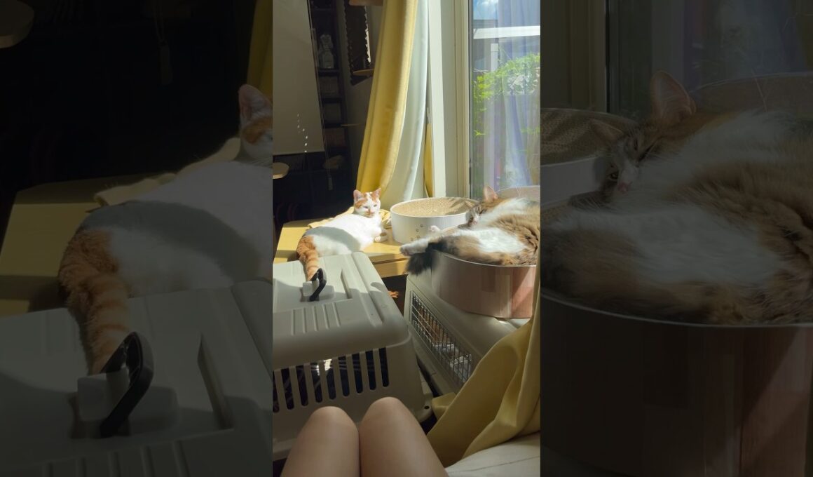 私の幸せな日常#かしわねこ #日本猫 #ねこ #norwegianforestcat #保護猫 #ノルウェージャンフォレストキャット