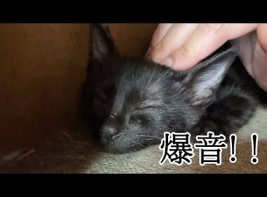 大音量のゴロゴロが止まらない保護子猫