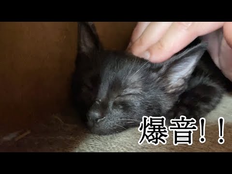 大音量のゴロゴロが止まらない保護子猫