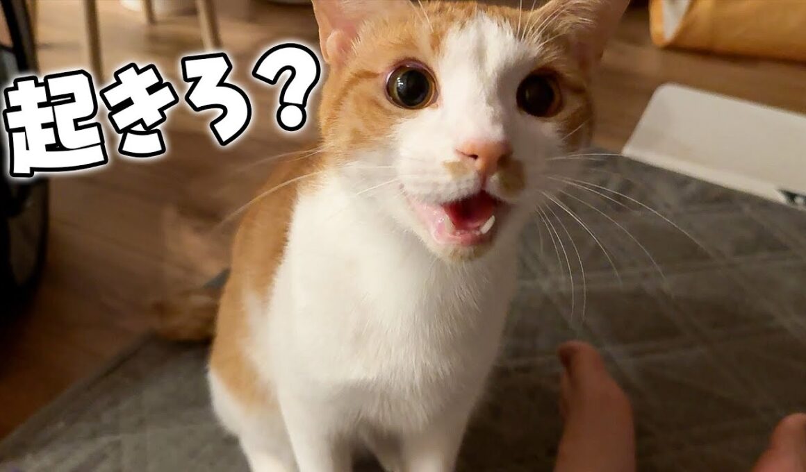 深夜にうたた寝してたら猫が起こしに来てくれました。