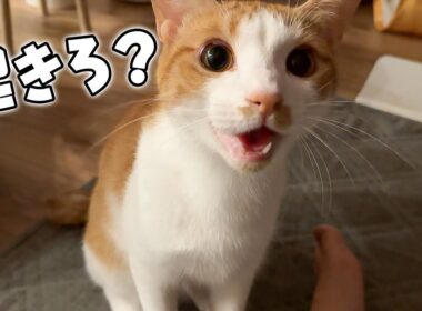 深夜にうたた寝してたら猫が起こしに来てくれました。