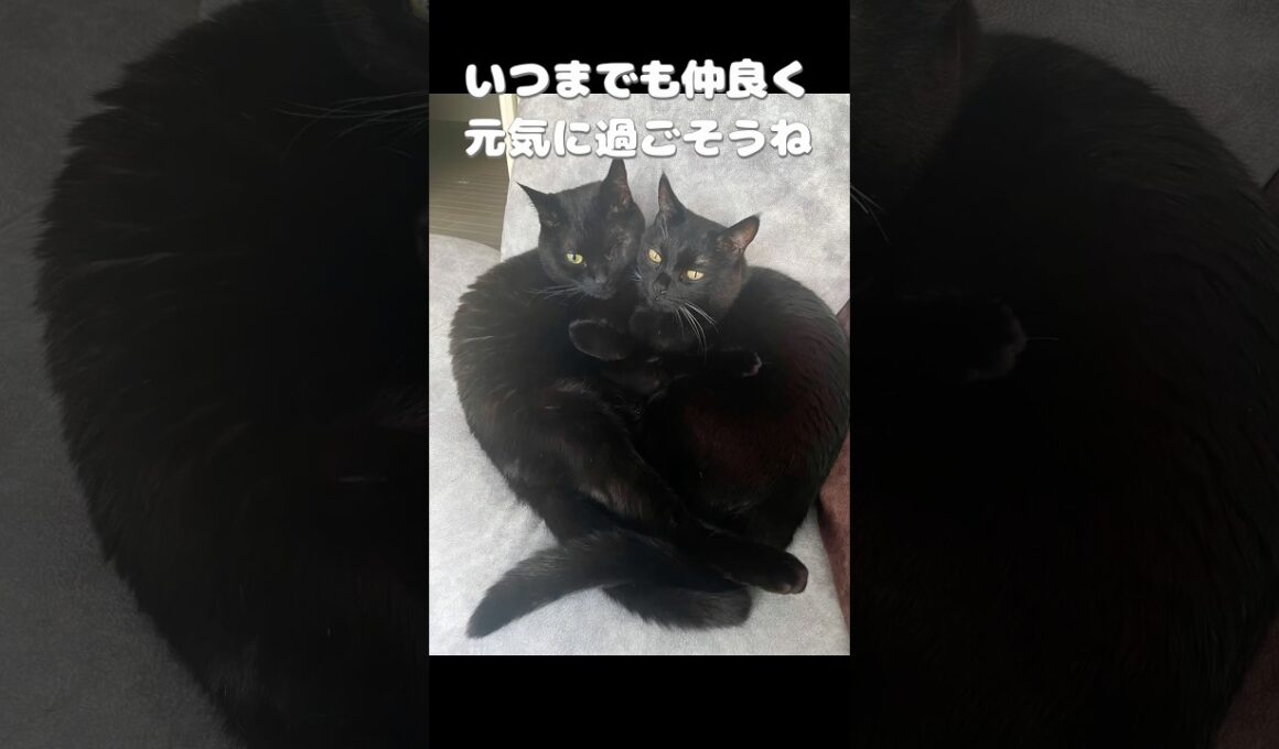 仲良しすぎる！双子の黒猫🐈‍⬛🐈‍⬛ #黒猫 #猫 #cat #かわいい #猫のいる暮らし #にゃんにゃんにゃん3兄弟
