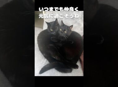 仲良しすぎる！双子の黒猫🐈‍⬛🐈‍⬛ #黒猫 #猫 #cat #かわいい #猫のいる暮らし #にゃんにゃんにゃん3兄弟