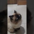 狩りモード　#ヒマラヤン #ねこ　#猫　 #cat 　#鳴き声　#クラッキング