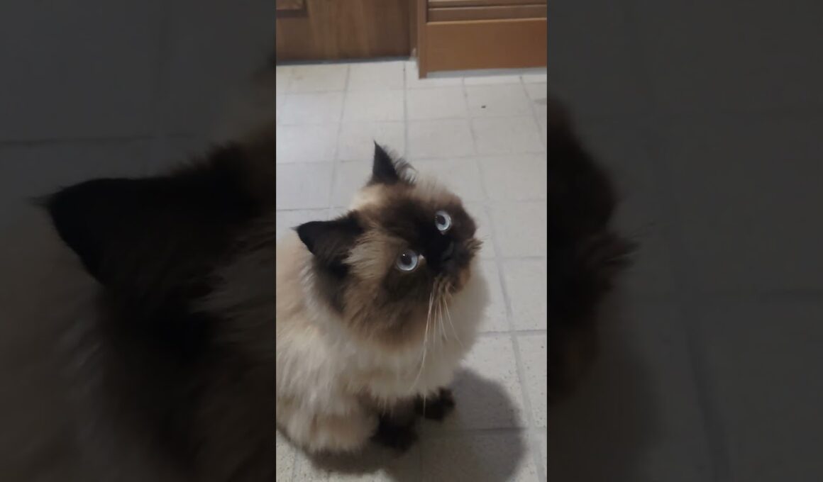 狩りモード　#ヒマラヤン #ねこ　#猫　 #cat 　#鳴き声　#クラッキング
