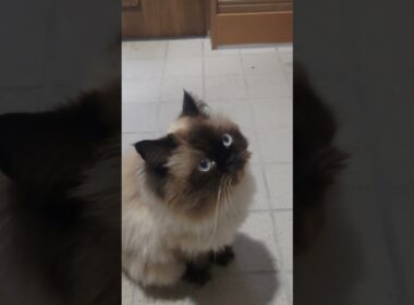 狩りモード　#ヒマラヤン #ねこ　#猫　 #cat 　#鳴き声　#クラッキング