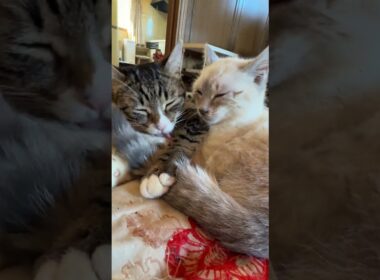 キジシロのルル。シャムの子ネコ雫のシッポを抑えて、ナメナメ