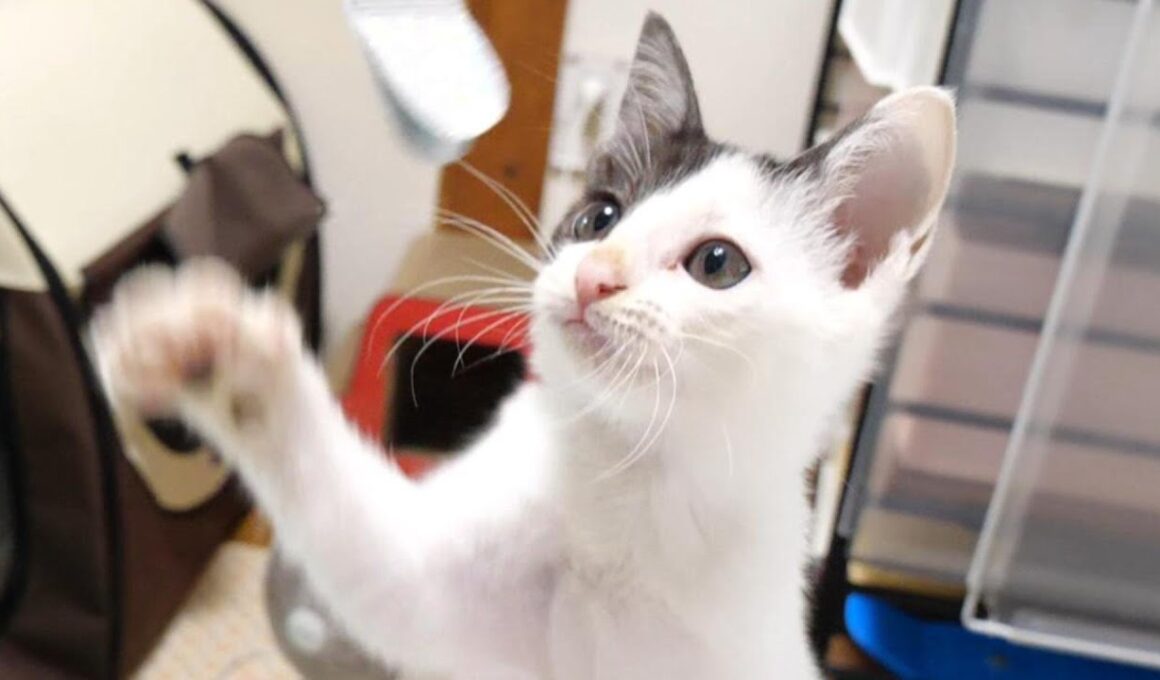 子猫のチョイチョイ猫パンチがかわいすぎた【赤ちゃん猫　保護猫】