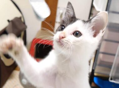 子猫のチョイチョイ猫パンチがかわいすぎた【赤ちゃん猫　保護猫】