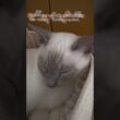 おやつの夢かな？🐟🍖 いびきぐぅぐぅ💤【猫/トンキニーズ】Dreaming of treats? Snoring away💤【Cat / Tonkinese】#猫 #トンキニーズ #猫のいびき