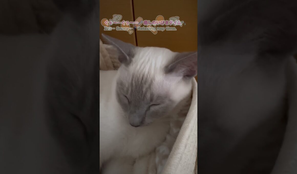 おやつの夢かな？🐟🍖 いびきぐぅぐぅ💤【猫/トンキニーズ】Dreaming of treats? Snoring away💤【Cat / Tonkinese】#猫 #トンキニーズ #猫のいびき