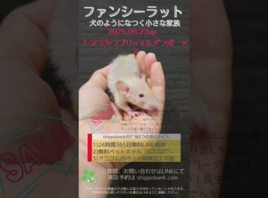 2025.23.up #ファンシーラット ヒマラヤンブリッスルダンボ メス 横浜市のペット専門ネズミブリーダー　お問合・来店相談はLINEに直接・050-5371-8616