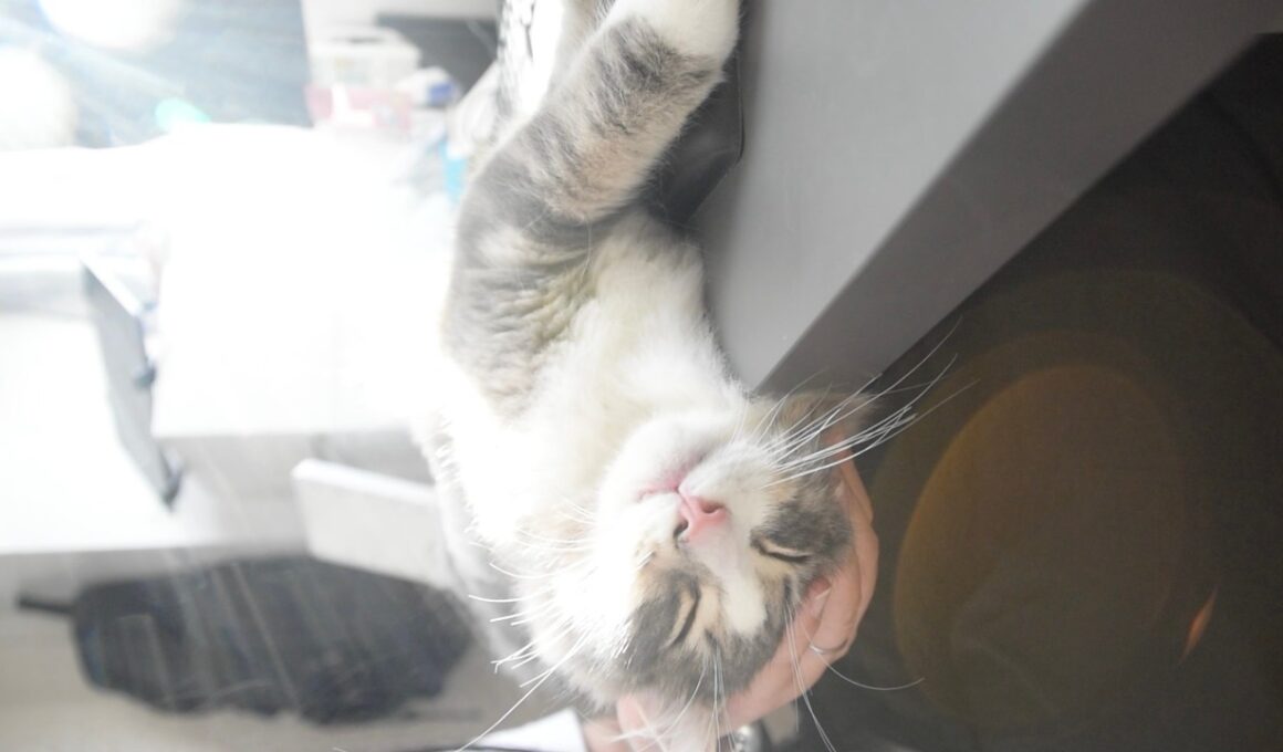 デスクの崖っぷちで爆睡！左手が仕事できない事件🚨　#猫 #子猫 #cat #癒し