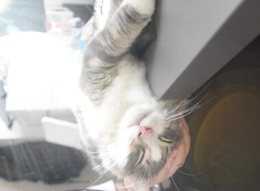 デスクの崖っぷちで爆睡！左手が仕事できない事件🚨　#猫 #子猫 #cat #癒し