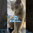 待つにゃ😭 #猫 #ロシアンブルー #shorts