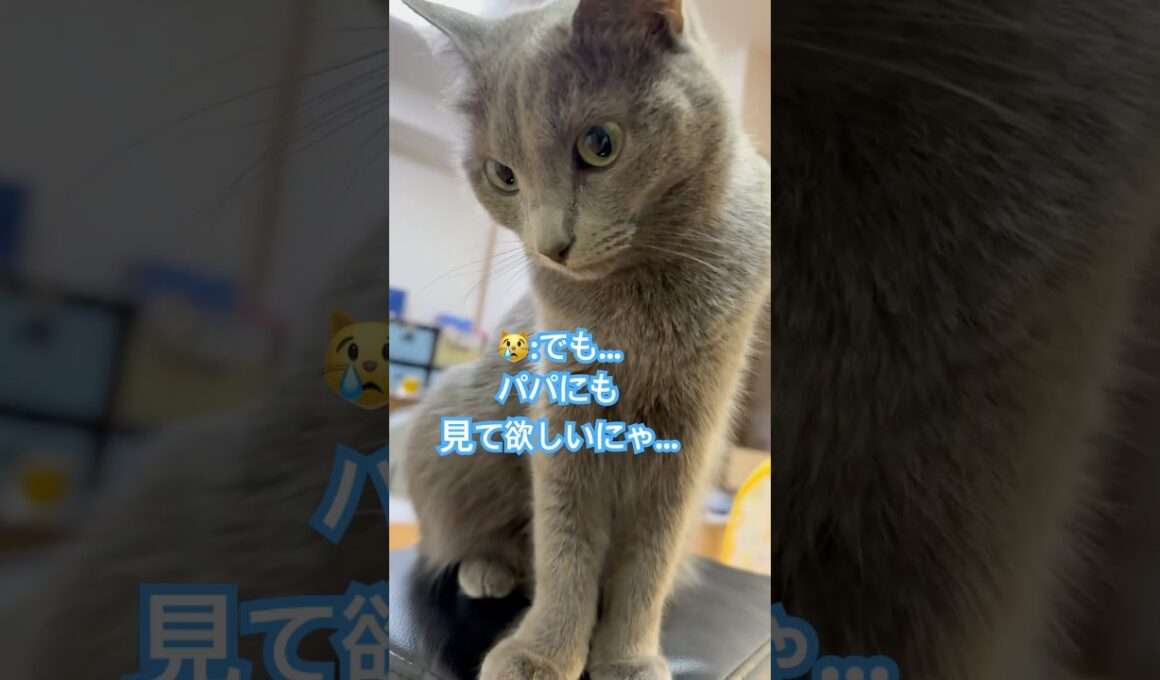 待つにゃ😭 #猫 #ロシアンブルー #shorts