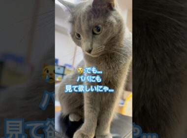 待つにゃ😭 #猫 #ロシアンブルー #shorts