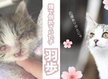 畑で倒れていた子猫が幸せになるまで・・