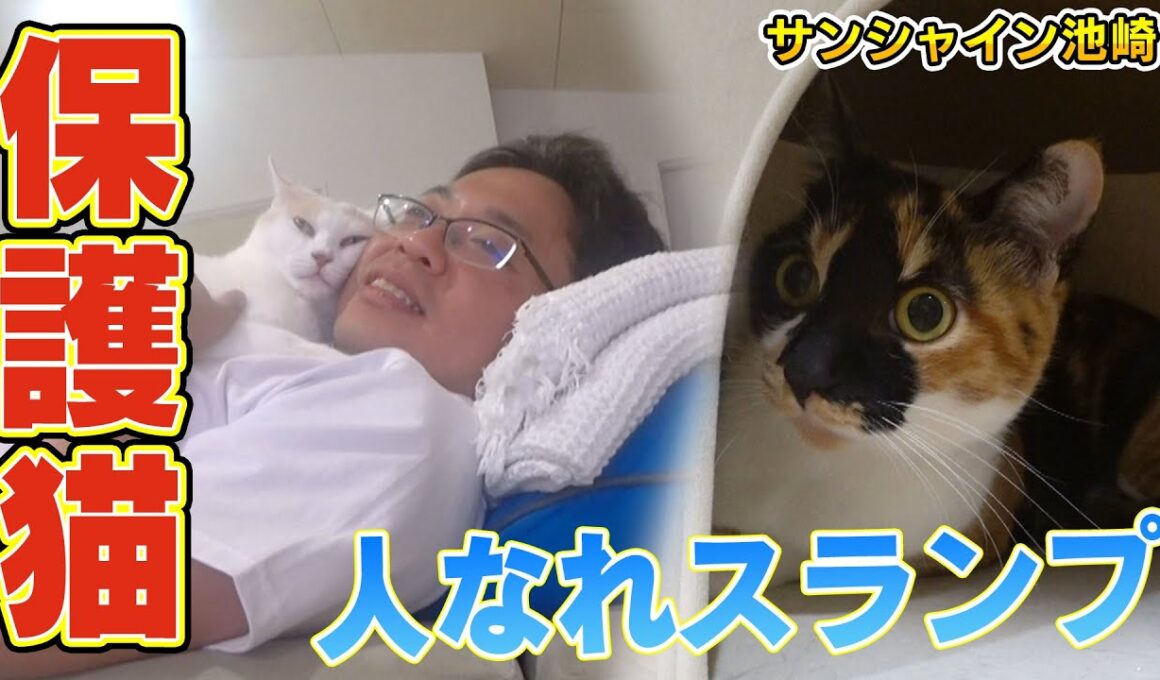 【保護猫ブルボン】サンシャイン池崎さんが人なれスランプになった新入りブルボンを・・・