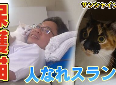 【保護猫ブルボン】サンシャイン池崎さんが人なれスランプになった新入りブルボンを・・・
