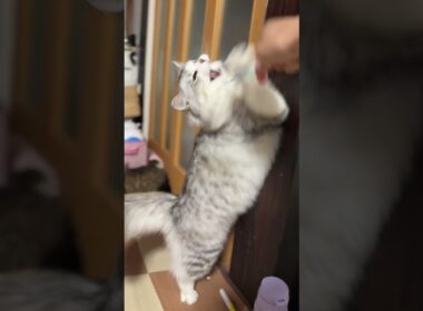 男の闘い🐱　cute cat vlog Japan #ねこかわいいね #猫 #ねこ #cat #shorts #マンチカン #ねこ動画