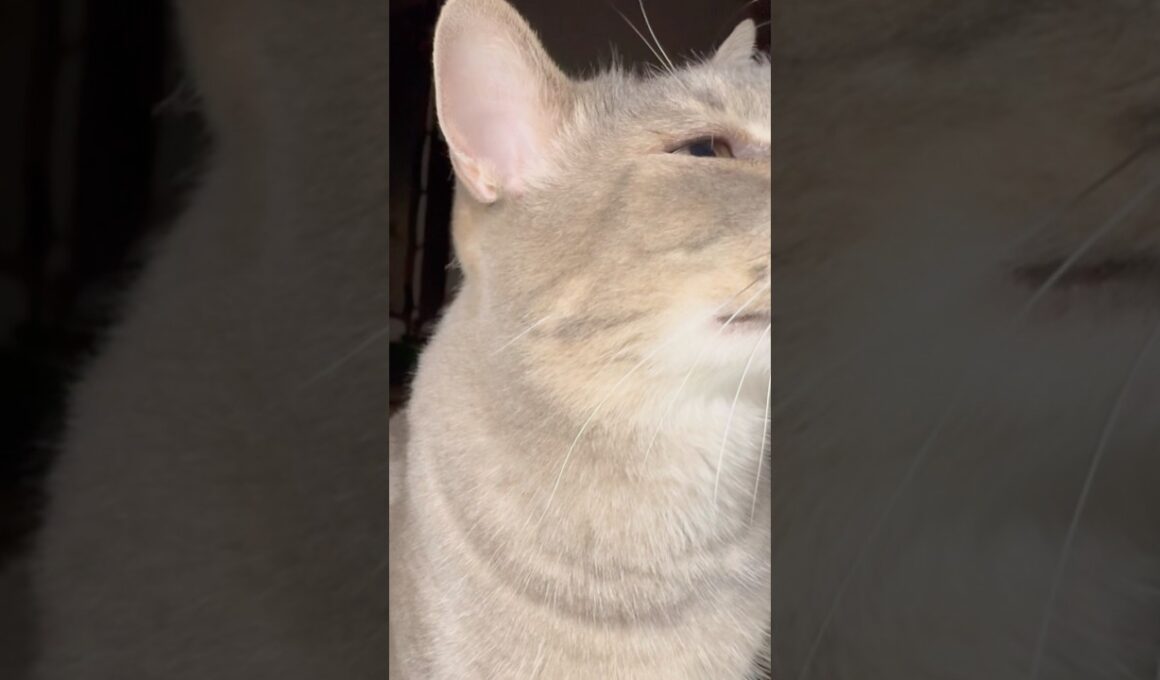 深夜..  下から上がって来て..  夜食を食べて..  デザートも舐めたいけれど出て来なくて..  また下に降りてゆく猫…