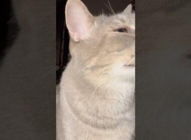 深夜..  下から上がって来て..  夜食を食べて..  デザートも舐めたいけれど出て来なくて..  また下に降りてゆく猫…