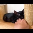 手を枕にして寝ちゃった保護子猫