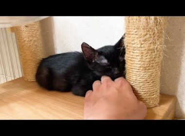 手を枕にして寝ちゃった保護子猫