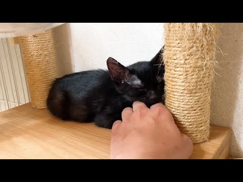 手を枕にして寝ちゃった保護子猫