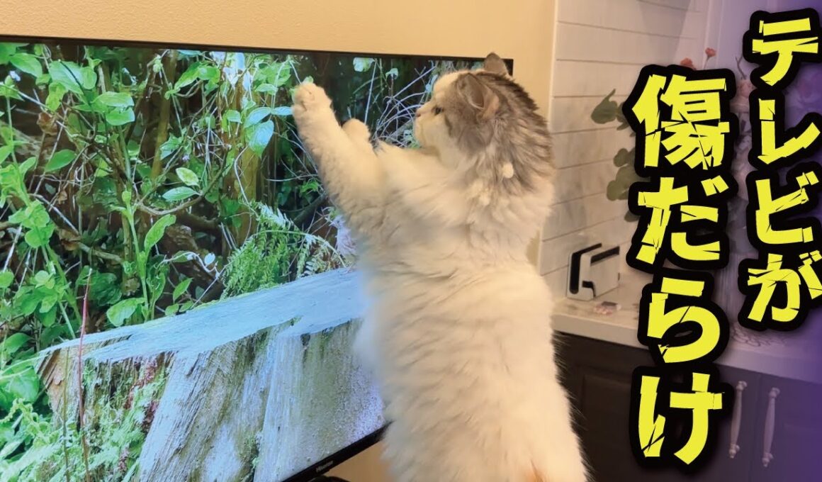 やめてぇぇぇ！！テレビに猫パンチしないでぇぇぇぇ！！！！！【関西弁でしゃべる猫】【猫アテレコ】