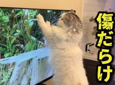 やめてぇぇぇ！！テレビに猫パンチしないでぇぇぇぇ！！！！！【関西弁でしゃべる猫】【猫アテレコ】