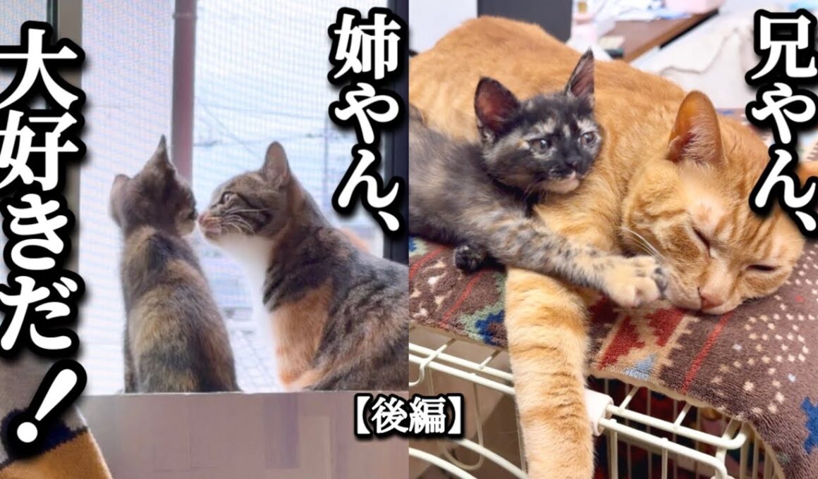 壁の中から救出されたおてんば子猫、赤の他猫の兄と姉と紡ぐ“家族の絆”【後編】