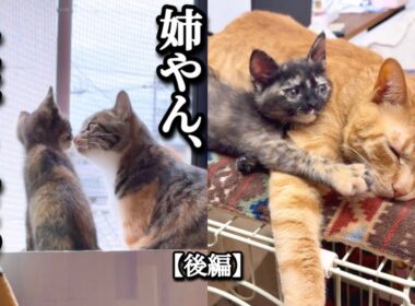 壁の中から救出されたおてんば子猫、赤の他猫の兄と姉と紡ぐ“家族の絆”【後編】