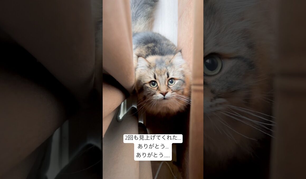 ネコたんの上目使い #サイベリアン #cat #猫