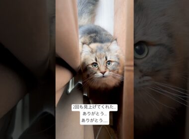 ネコたんの上目使い #サイベリアン #cat #猫