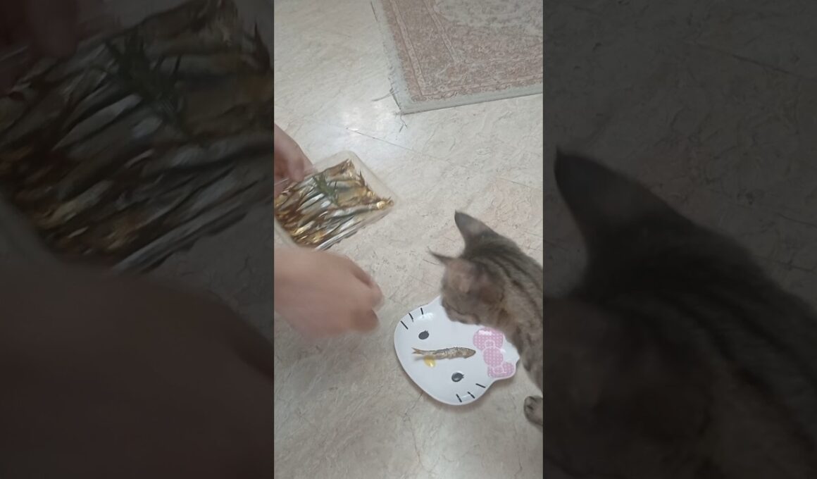 Their Minds Were BLOWN By a Tiny Fish! 🐟🐠 #FunnyCats #CatsReaction #Viral #CatComedy #Shocked