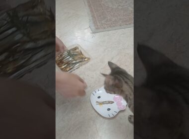 Their Minds Were BLOWN By a Tiny Fish! 🐟🐠 #FunnyCats #CatsReaction #Viral #CatComedy #Shocked