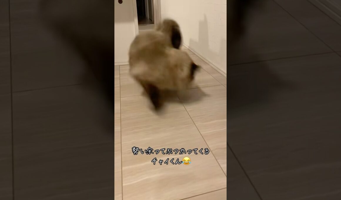 カメラに激突するチャイくん🤭#猫 #cat #ヒマラヤン #激突
